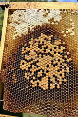 Neuenhagen  Deutschland  Bienenwabe mit mittigem Brutnest und Honigwaben am Rand