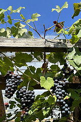 Neuenhagen  Deutschland  Weintrauben wachsen in einem Garten