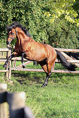 Ingelheim  Deutschland  Pferd steigt auf der Koppel