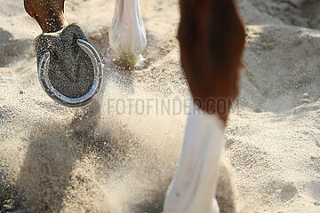 Dresden  Deutschland  Pferdebeine laufen durch trockenen Sand