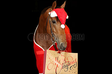 Muelheim  Pferd im Weihnachtskostuem wuenscht Merry Christmas