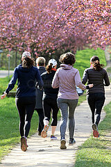 Teltow  Deutschland  Frauen joggen die TV Asahi Kirschbluetenallee entlang