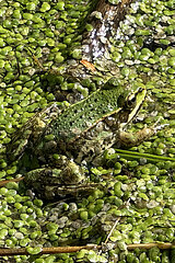 Neuenhagen  Deutschland  Teichfrosch sitzt in einem Teich mit Wasserlinsen auf einem Zweig