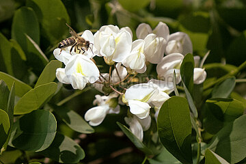 Berlin  Deutschland  Honigbiene saugt Nektar aus einer Robinienbluete