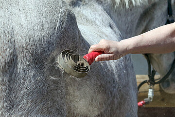 Bruchmuehle  Detailaufnahme  Fell eines Pferdes wird gestriegelt