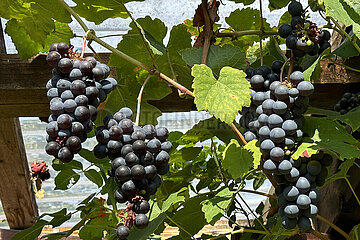 Neuenhagen  Deutschland  Weintrauben wachsen in einem Wintergarten
