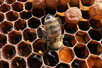 Neuenhagen  Deutschland  Honigbiene saugt kopfueber Honig aus einer Wabenzelle