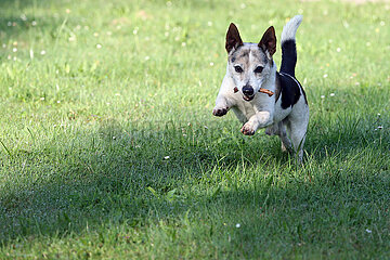 Roedinghausen  Deutschland  Jack Russell Terrier apportiert einen Knochen