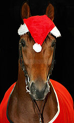Muelheim  Pferd im Weihnachtskostuem