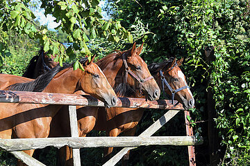 Ingelheim  Deutschland  Pferde schauen ueber ein Koppeltor