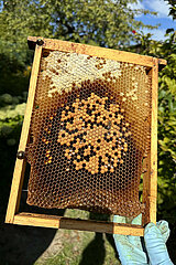 Neuenhagen  Deutschland  Bienenwabe mit mittigem Brutnest und Honigwaben am Rand