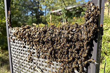 Neuenhagen  Deutschland  Honigbienen sind geschwaermt und haben sich in einem Garten auf einer Trennwand niedergelassen