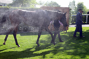 Royal Ascot  Horse is cooling down after the race