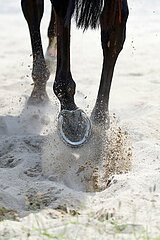 Dresden  Deutschland  Pferdebeine laufen durch trockenen Sand