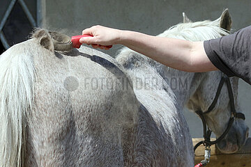 Bruchmuehle  Detailaufnahme  Fell eines Pferdes wird gestriegelt