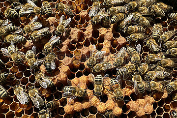 Neuenhagen  Deutschland  Honigbienen auf einer Wabe mit Brutzellen