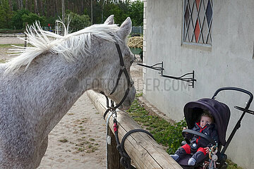 Bruchmuehle  angebundenes Pferd schaut zu einem Kind im Kinderwagen