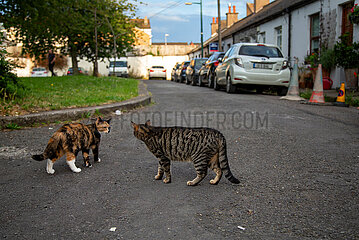 Republik Irland  Dublin - zwei Hauskatzen beaeigen sich im Stadtteil Rialto