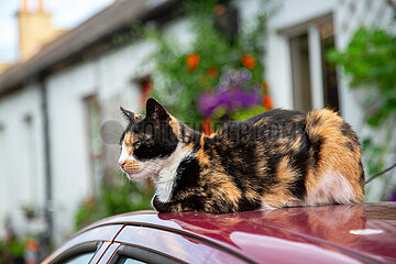 Republik Irland  Dublin - bunt gescheckte Katze auf einem Autodach im Stadtteil Rialto