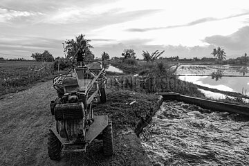 Rice farmworkers in Isabela  Northern Philippines