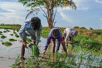 Rice farmworkers in Isabela  Northern Philippines