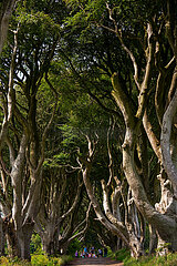 Grossbritannien  Nordirland  Stranocum  County Antrim - The Dark Hedges  majestaetische Buchenallee bekannt durch die Fernsehserie Game of Thrones