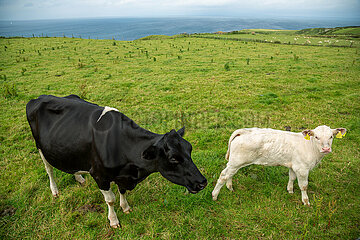Grossbritannien  Nordirland  Ballycastle  County Antrim - Kalb und Kuh auf einer Wiese an der Atlantikkueste