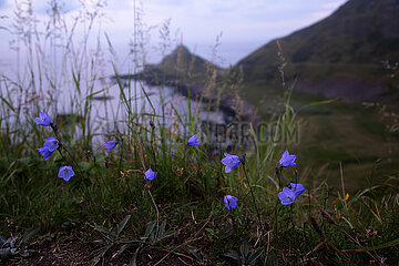 Grossbritannien  Nordirland  Bushmills - Violette Blumen mit Blick auf den Giant's Causeway an der Atlantikkueste