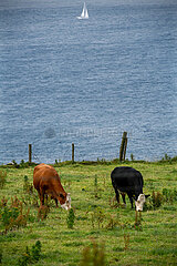 Grossbritannien  Nordirland  Ballycastle  County Antrim - Kuehe auf einer Wiese an der Atlantikkueste
