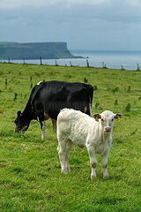 Grossbritannien  Nordirland  Ballycastle  County Antrim - Kalb und Kuh auf einer Wiese an der Atlantikkueste