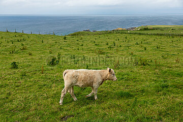 Grossbritannien  Nordirland  Ballycastle  County Antrim - Kalb auf einer Wiese an der Atlantikkueste