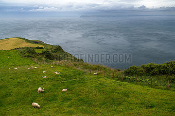Grossbritannien  Nordirland  Ballycastle  County Antrim - Schafe auf einer Wiese an der Atlantikkueste