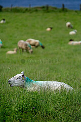 Grossbritannien  Nordirland  Ballycastle  County Antrim - Schafe auf einer Wiese an der Atlantikkueste