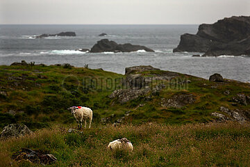 Republik Irland  Malin Beg - Schafe am Wild Atlantic Way