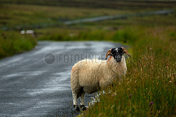 Republik Irland  Meenavean - Schaf im Regen auf einer Landstrasse