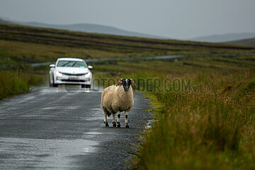 Republik Irland  Meenavean - Schaf im Regen auf einer Landstrasse