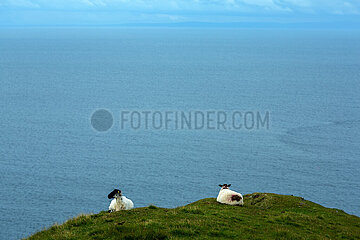 Republik Irland  Teelin - Schafe geniessen Ausblick von Slieve League  einem 600m hohen Berg an der Atlantikkueste (Wild Atlantic Way)
