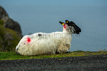 Republik Irland  Teelin - Schaf geniesst Ausblick von Slieve League  einem 600m hohen Berg an der Atlantikkueste (Wild Atlantic Way)