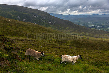 Republik Irland  Teelin - Schafe am Slieve League  einem 600m hohen Berg an der Atlantikkueste (Wild Atlantic Way)