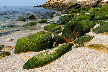 Burgau  Portugal  Steine am Strand sind mit Moos ueberzogen