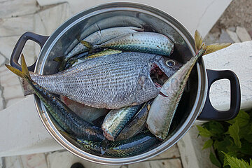 Burgau  Portugal  Fische in einem Kochtopf