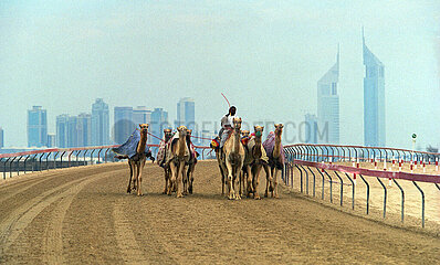 Dubai  Vereinigte Arabische Emirate  Rennkamele beim Training vor der Skyliine auf der Kamelrennbahn