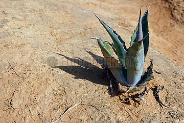 Burgau  Portugal  Echte Aloe waechst auf trockenem Sandboden