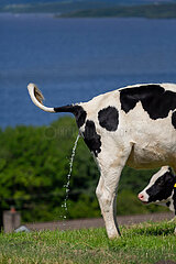 Grossbritannien  Nordirland  Tully  County Tyrone - Kuh uriniert  im Hintergrund Flussgebiet Lower Lough Erne