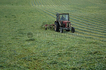 Lanken  Polen  gemaehtes Gras wird auf einem Feld zum Trocknen gewendet