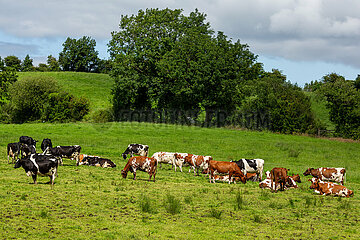 Grossbritannien  Nordirland  Tully  County Tyrone - Kuehe auf einer Weide