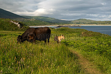Republik Irland  Derrynane - Kuehe grasen an der Atlantikkueste