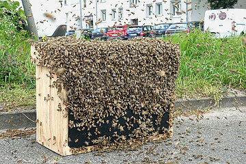 Berlin  Deutschland  Geschwaermte Bienen haben sich auf einer Schwarmfangkiste niedergelassen