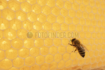 Berlin  Deutschland  Honigbiene laeuft ueber leere Bienenwaben