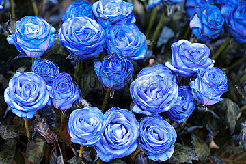 Hannover  Deutschland  blau eingefaerbte Rosen